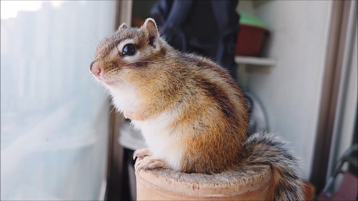 오늘도 베란다에 나가고 싶대서 내보내줬는데
정말 추워 보인다 ㅋㅋㅋ
