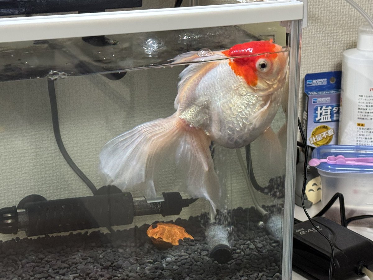 ねこっこ (@nekokkoooo) / Posts / X