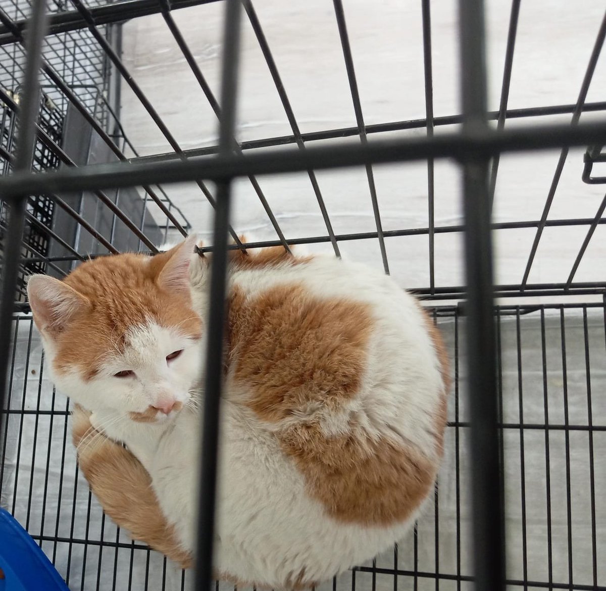 Catslovers44557's tweet photo. Deli nin operasyonu için sadece 8900 TL kaldı. 

89 kişiden 100 TL ye ihtiyacımız var. 🙏Klinik ibanı veriyorum 🙏

Bugün kapatabilirsek inşallah  operasyon için randevu alacağız 🙏

Lütfen yayabildiğiniz kadar yayabilirmisiniz? 🙏

Destek olan, olamayan, paylaşım olarak da destek veren herkese çok teşekkür ederim 🙏