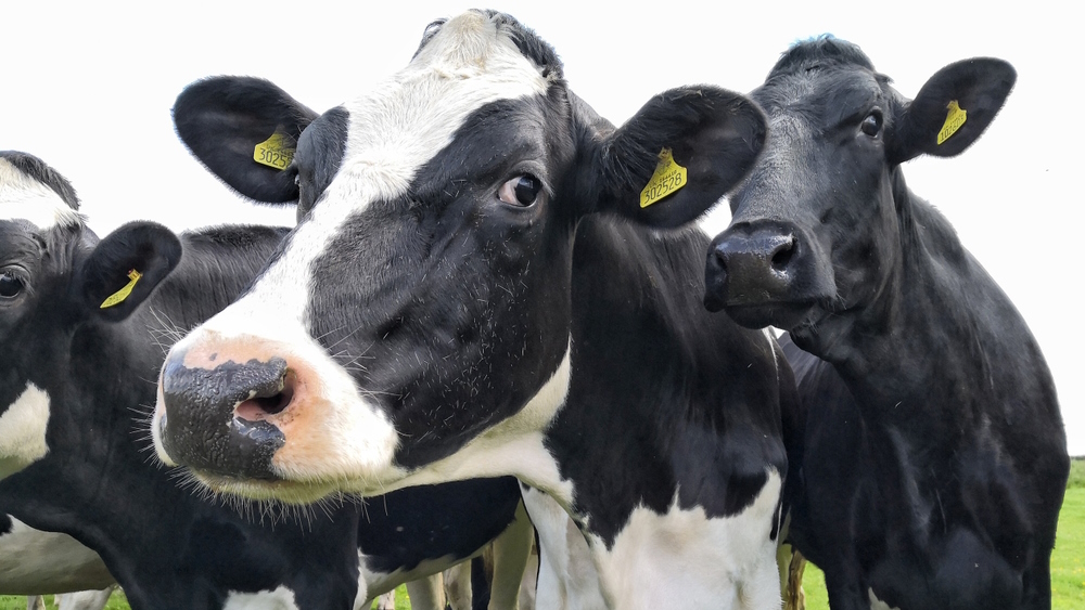 PIK_Climate's tweet image. PIK study @NatureFoodJnl shows the ecological footprint from #diets

➡️Share of #climate gases private households EU: 23%
➡️Share in other indicators: up to 71%

Full value added tax on meat could be a first step towards pricing the environmental damages

pik-potsdam.de/en/news/latest…