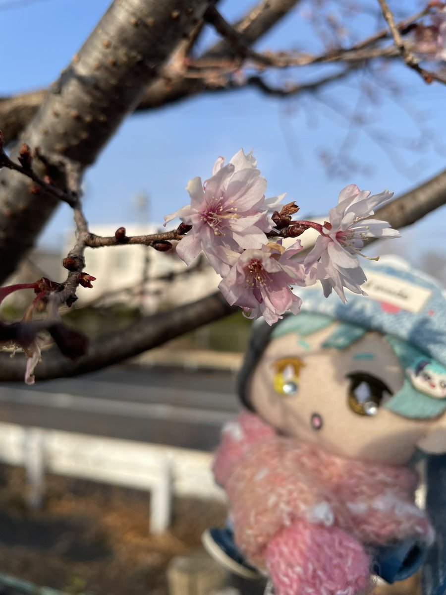 るるた ぬい部 tweet media