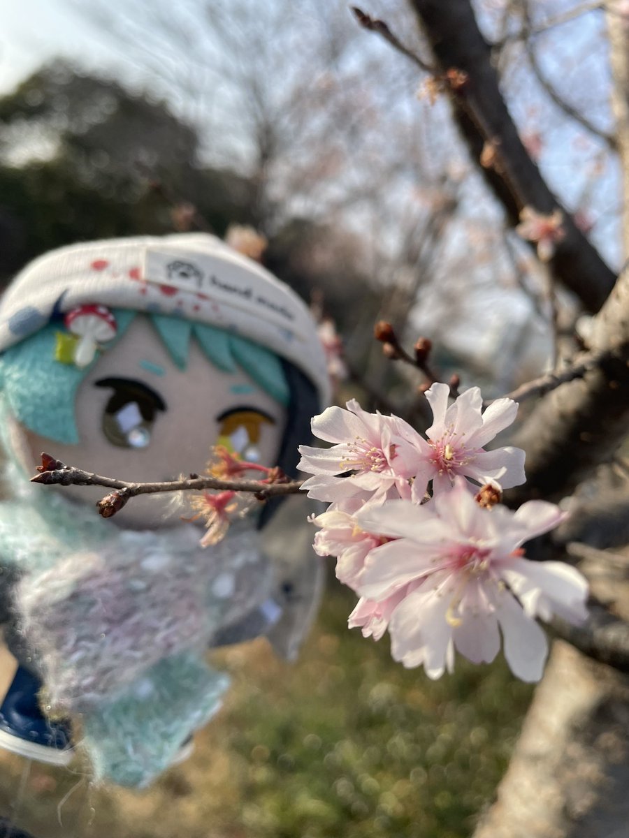 るるた ぬい部 tweet media