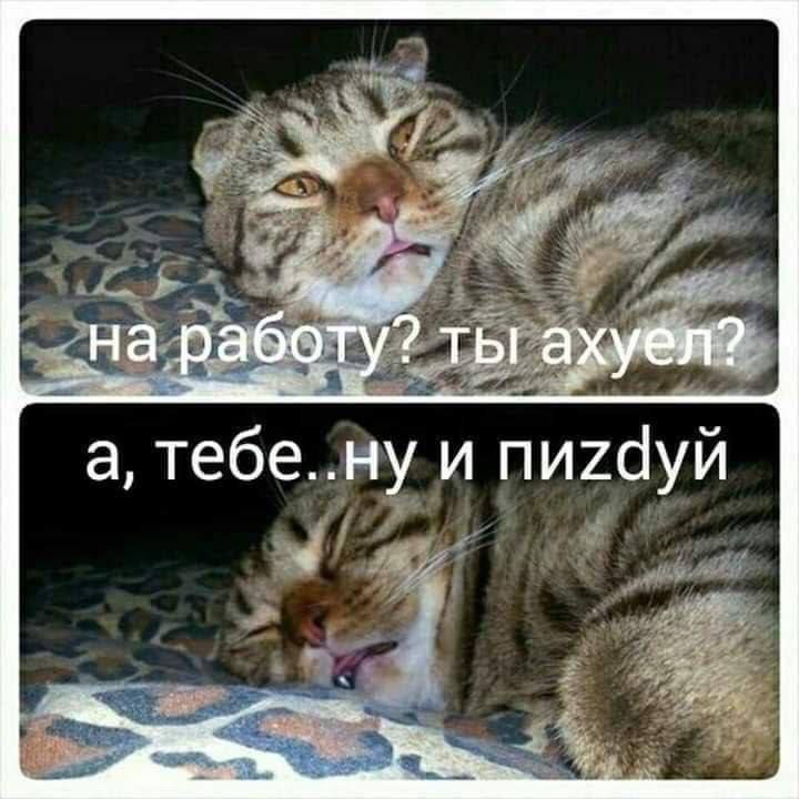 Алексий (@nexyev) on Twitter photo 