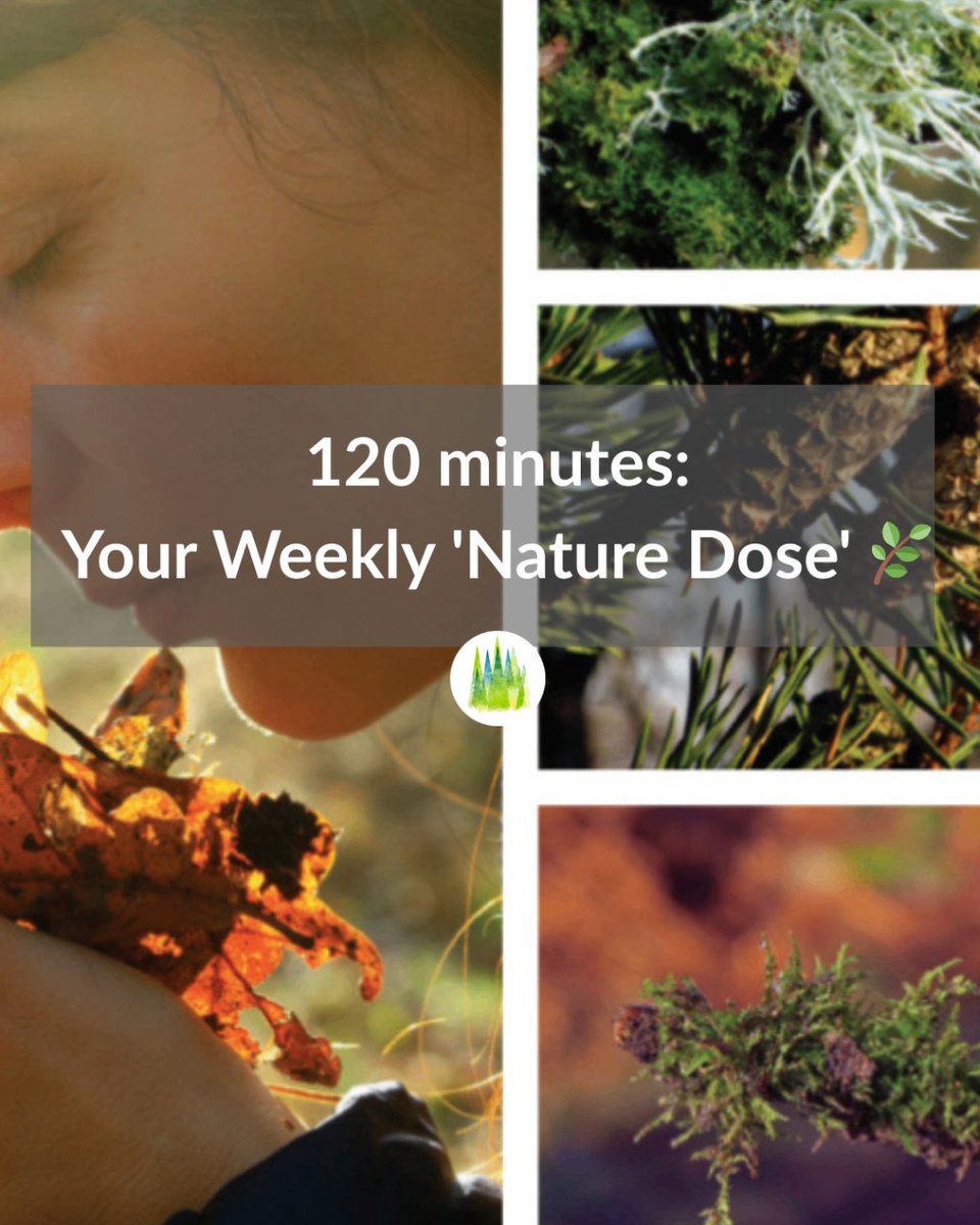 TFB_Institute's tweet photo. Just 2 hours in nature a week can boost your health + wellbeing, says a major Nature study! 🌿 Split it up or all at once: your choice. Need support? Join a TFBI Forest Bathing+ session: https://t.co/ilS88MQFfi #tfbi #forestbathing #shinrinyoku https://t.co/nLB5PTDZLK