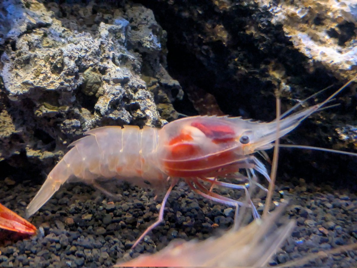 木偏の何か tweet media