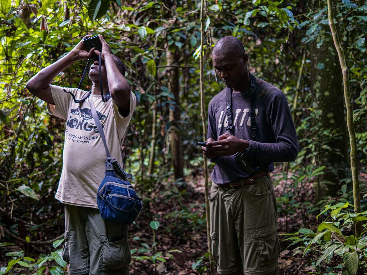 WCS Congo tweet media