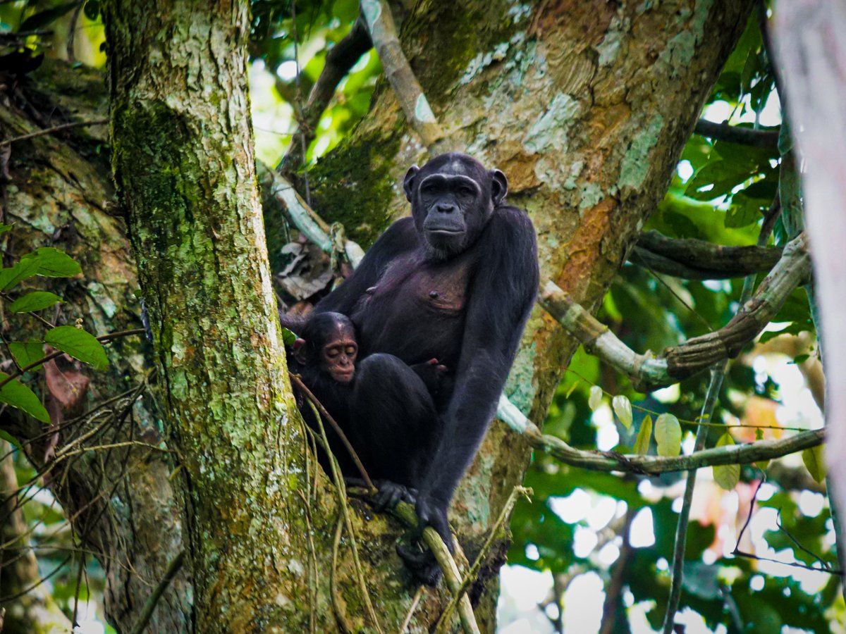 WCS Congo tweet media