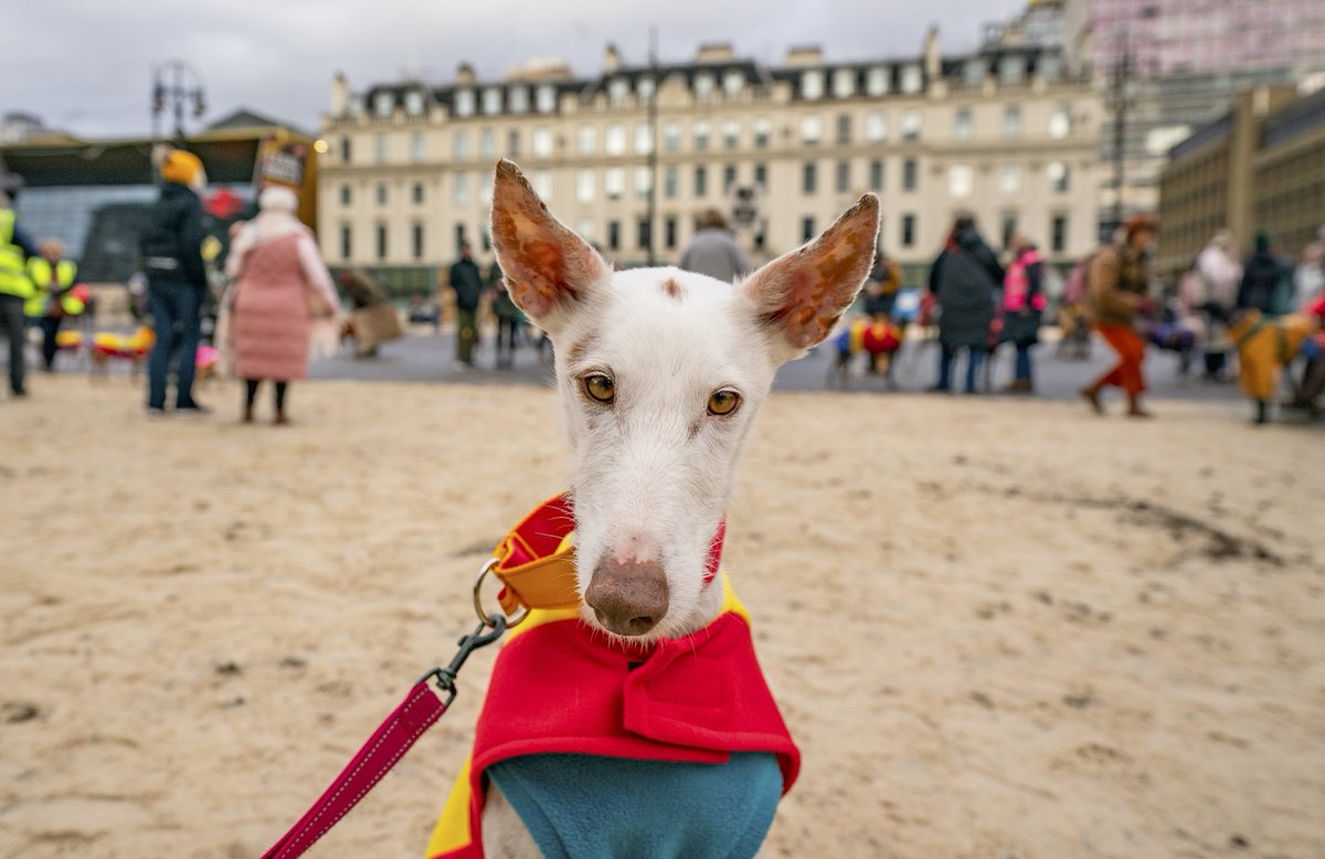 Hundreds will march across the UK on Sat 31 Jan &amp; Sun 1 Feb to urge Spain to end the horrific treatment of hunting dogs.

🔗 petsmag.co.uk/uk-wide-protes…￼

#EndTheCruelty #galgos #podencos #animalrights #ukprotests