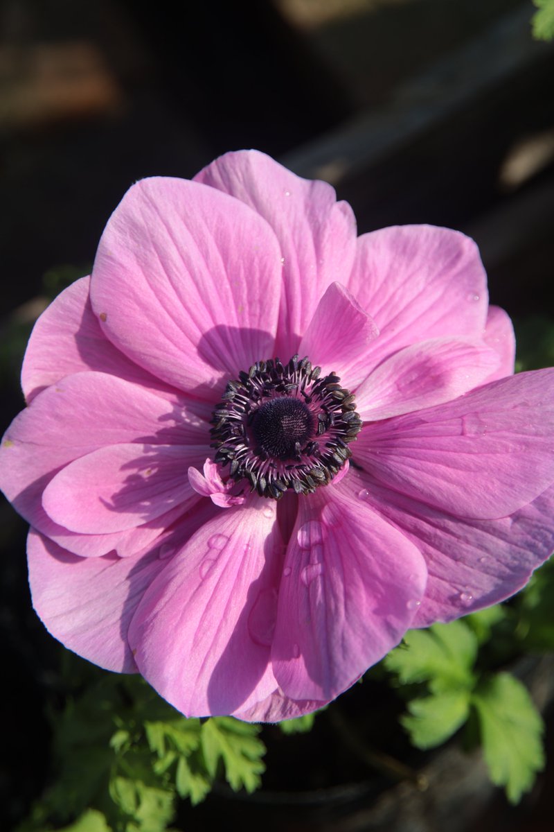 gontanokoneroku's tweet photo. Blooming quietly, but beautifully 🌸✨💖😊

#FlowerPhotography #SpringFlower #Anemone https://t.co/lbXrUge6KO