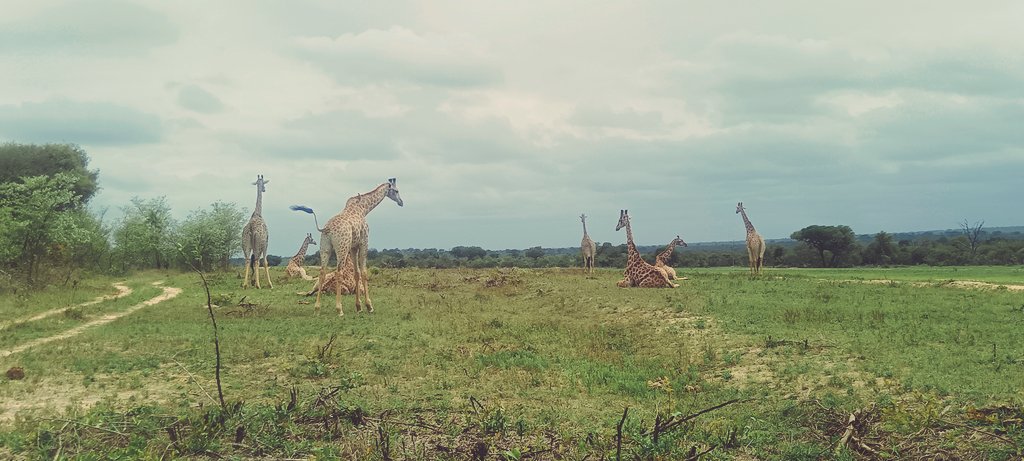 Long neck's sitting, who said giraffes cant sit
<a href="/NetGeoWild1/">Net Geo Wild</a>
<a href="/LatestKruger/">Kruger Sightings</a>
<a href="/wildlife/">wildlife</a>