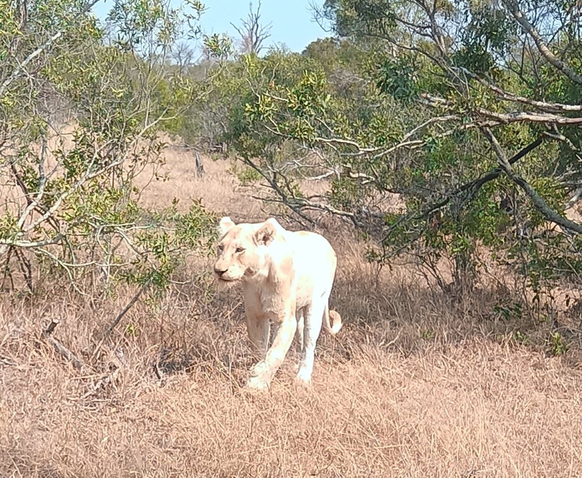 A very rare encounter of a white lion @Ngalasafarilodge
#SAsafari
<a href="/LatestKruger/">Kruger Sightings</a>