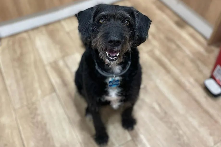 SuperViiral's tweet image. ⚠️ BORO NO HA APARECIDO

La familia informa que su prioridad es Raquel y el bebé en la UCI, pero que necesitan encontrar a Boro, que aún NO ha aparecido y que ellos mismos informarán en sus redes cuando aparezca.
Piden ayuda para buscarlo.
No os creáis ni difundáis bulos.