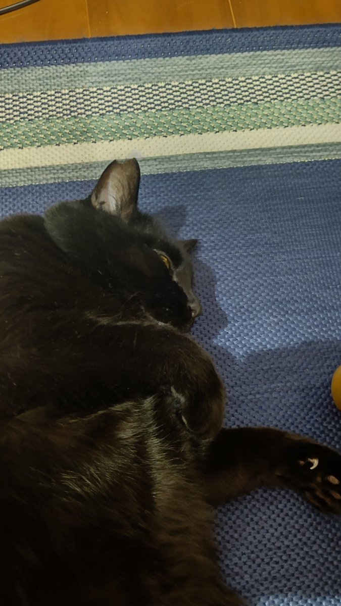 ママさん帰ってきた。
クロ、寂しかったからうれしい。

傍らで寝ております。

#クロ10キロ
#愛猫