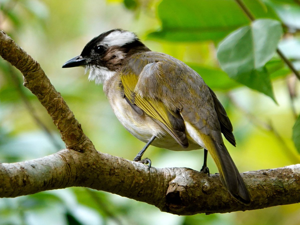 groovyplanetde's tweet photo. Chinabülbül oder auch Lichtbauchbülbül (Pycnonotus sinensis), heute gesehen auf dem Taipa Grande Trail, einem Rundweg auf #Taipa, einer Insel südlich der Halbinsel #Macau.
#China #NaturePhotography #BirdsSeenIn2026 https://t.co/Bpacts4vZ0
