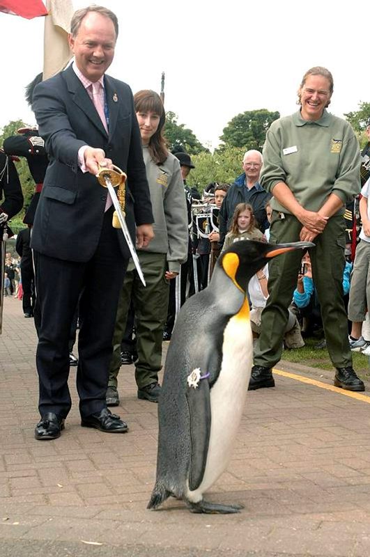 UKinNorway's tweet image. Happy #PenguinAwarenessDay 🐧

Did you know that the world's most decorated penguin resides at 🇬🇧 @EdinburghZoo and is the mascot of the 🇳🇴 King's Guard?

Maj Gen Sir Nils Olav III has steadily climbed the ranks of 🇳🇴military and is the 3rd penguin to hold the title since 1973.