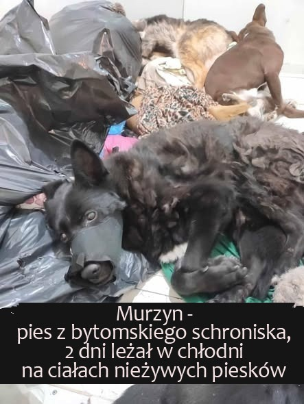 AkademiaPrawdy's tweet photo. W Polsce działa system, który systemowo produkuje cierpienie i śmierć zwierząt, a jednocześnie jest politycznie wygodny i finansowo opłacalny. Nie jest to margines. Nie są to „pojedyncze patologie”. To mechanizm, który przez lata działał przy pełnej wiedzy instytucji publicznych i przy społecznej obojętności.

Model jest prosty i brutalny. Gminy mają obowiązek „rozwiązać problem bezdomnych zwierząt”. Rozwiązują go w trybie księgowym: przetarg, ryczałt, najniższa cena. Od tej chwili pies lub kot przestaje być żywą istotą, a staje się kosztem do zbilansowania. W takim układzie liczy się jedno: żeby zwierzę jak najszybciej zniknęło z systemu.

To dlatego w praktyce masowe uśmiercanie nie jest aberracją, tylko narzędziem zarządzania. Relacje o rozcieńczaniu środków usypiających, o niepełnych dawkach, o zwierzętach, które nie są skutecznie uśpione, tylko umierają długo i w bólu, pojawiają się od lat w różnych częściach kraju. Jeśli coś powtarza się w setkach miejsc i przez wiele lat, nie jest incydentem. Jest procedurą.

Mówimy o tysiącach zabitych psów i kotów, których nikt realnie nie policzył, bo system nie jest nastawiony na transparentność. Dokumentacja bywa fikcją. Sekcje zwłok nie są standardem. Kontrole często sprawdzają papiery, a nie faktyczny stan zwierząt. Zwłoki trafiają do chłodni i utylizacji szybciej, niż ktokolwiek zdąży zadać pytanie, czy eutanazja była w ogóle zasadna.

Ten system nie działa „mimo pieniędzy”. On działa dzięki pieniądzom. Setki milionów złotych rocznie z budżetów gmin są pompowane w odławianie i utrzymywanie zwierząt. Im więcej bezdomnych, tym większy strumień środków. Im więcej schronisk, tym więcej kontraktów. Liczba schronisk rośnie, liczba zwierząt w nich rośnie, wydatki rosną – bo tak wygląda biznes oparty na niekończącym się problemie.

Wokół tego modelu powstają lokalne układy: samorząd, operatorzy, firmy, podwykonawcy. Nikt nie ma interesu w tym, żeby problem zniknął. Interes jest w tym, żeby był „obsługiwany”. Zwierzęta nie giną dlatego, że ktoś ich nienawidzi. Giną dlatego, że są najsłabszym elementem łańcucha, który można poświęcić bez konsekwencji.

Dlatego trzeba to powiedzieć wprost, bez eufemizmów: część schronisk w Polsce funkcjonuje jak przemysłowe miejsca eliminacji nadmiaru, a nie jak placówki opieki. Nie zawsze w sposób widowiskowy. Często po cichu, hurtowo, zgodnie z tabelką kosztów. I państwo to toleruje, bo system „się spina”.

I teraz najważniejsze: żadne reformy schronisk nie rozwiążą problemu, jeśli dalej będą masowo rodzić się niechciane psy i koty. Można zmieniać dyrektorów, operatorów, nazwy, tablice informacyjne. To kosmetyka. Dopóki strumień nowych zwierząt płynie, dopóty będzie istniał rynek, który na nim żeruje.

Jedynym realnym wyjściem jest powszechna, systemowa sterylizacja oraz obowiązkowe czipowanie zwierząt właścicielskich, połączone z edukacją i egzekwowaniem prawa. Nie „zachęty”. Nie „kampanie wizerunkowe”. Obowiązek. Dokładnie to, co od lat postulują inicjatywy takie jak Kastrujemy Bezdomność. Jeśli nie rodzi się niechciane potomstwo, nie ma masowej bezdomności. A jeśli nie ma masowej bezdomności, ten chory system traci rację bytu.

To nie jest kwestia wrażliwości. To nie jest „aktywistyczna narracja”. To jest logika i arytmetyka. Albo odetniemy problem u źródła, albo dalej będziemy udawać zaskoczenie, gdy kolejny raport, kolejna kontrola i kolejna afera pokażą to samo: że pozwoliliśmy, by życie zwierząt było towarem, a śmierć – narzędziem zarządzania kosztami.

I wtedy winni nie będą tylko „oni”. Winni będziemy wszyscy, którzy wiedzieli i uznali, że to nie jest ich problem. 

autor: redakcja @AkademiaPrawdy 

źródła: https://t.co/crPuQLC5eI, https://t.co/8LaTEQ2ZqI, https://t.co/duusyFZJHA