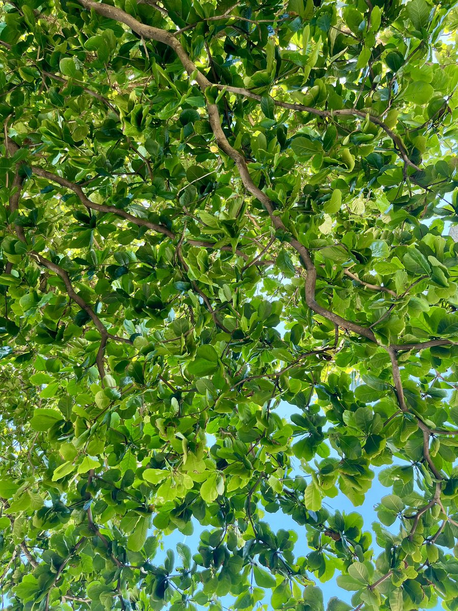 ohstarlights's tweet image. morro de são paulo 📍