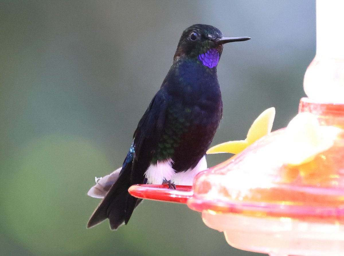 AshBanwell's tweet photo. This critically endangered Black-chested Puffleg is occasionally visiting a feeder at Reserva Zuro Loma about an hour out of Quito, I had to wait 2 hours before it first appeared yesterday https://t.co/W4MBT9lKVC