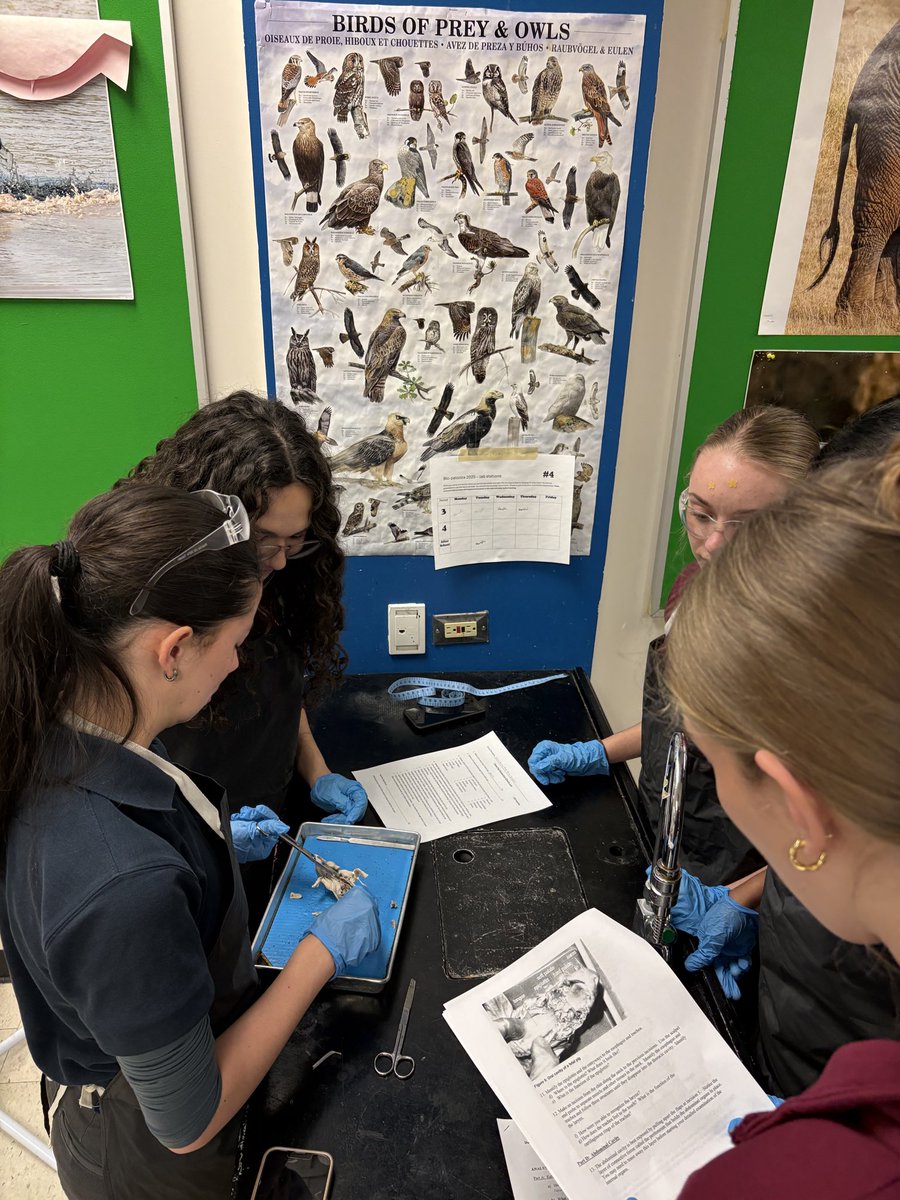 mpsjscience's tweet photo. Our grade 12 IB biology candidates wrap up their semester of physiology with a fetal pig dissection #mpsjbio @PowerIB @MPSJ_TCDSB 🐖 🐷 🐽 https://t.co/B126iK89AV