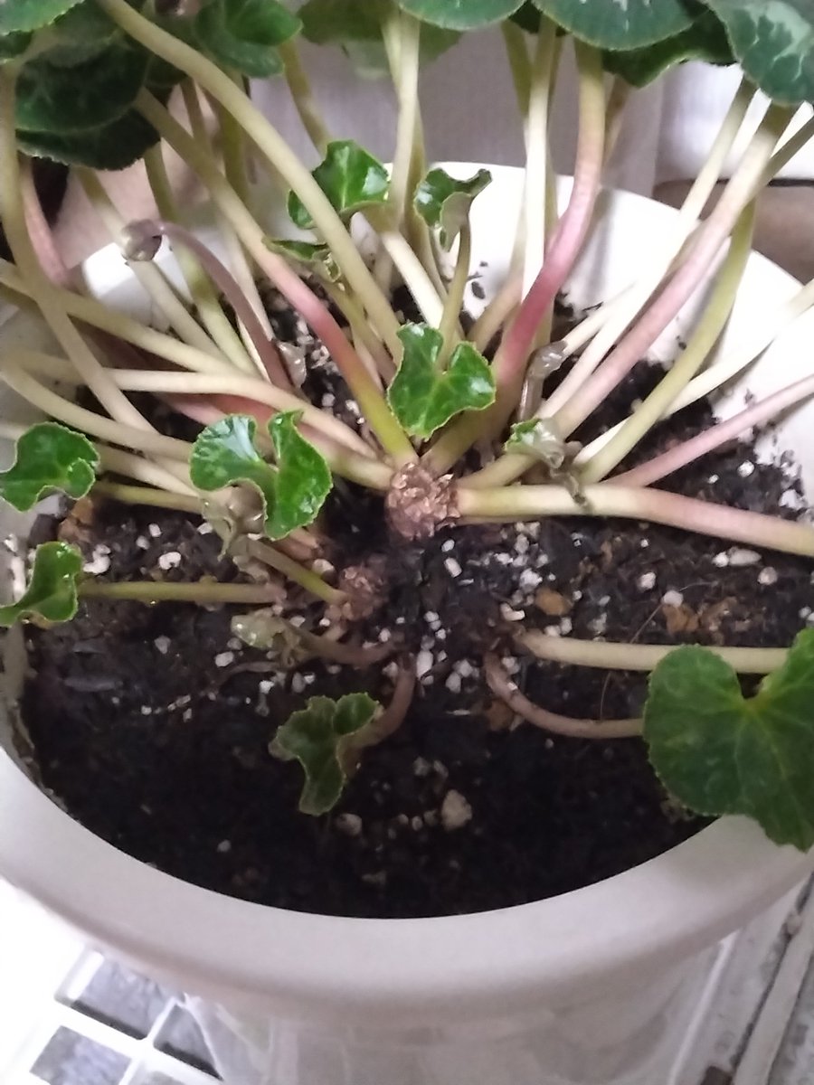 egg_ada's tweet image. シクラメン日誌_2。
チャッピーに株周辺のチェックを依頼。
順調に若葉も出てきて状態もいいとのこと。
丁寧に付き合っていこうと思う。
#シクラメン