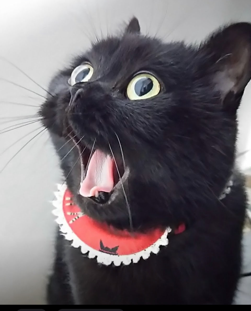 このお顔でグッズも作った！
アルの可愛さが詰まった1枚💓
#あなたの唯一無二の1枚をみせてくれ