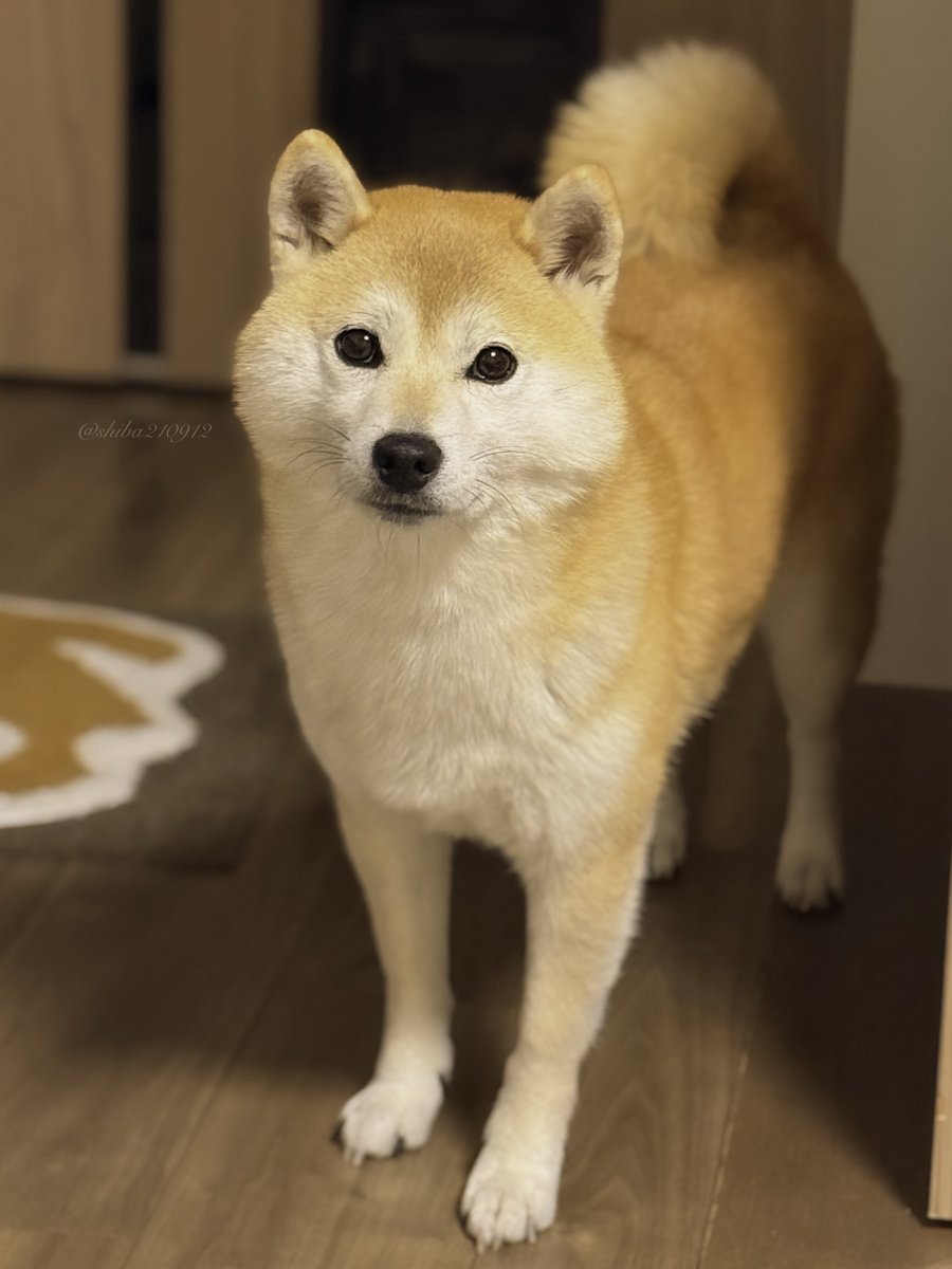 shiba210912's tweet image. 寒さに負けないもっふモフ