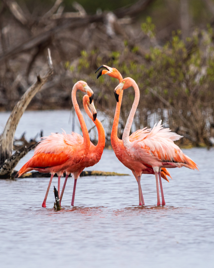 Protect Our Birds tweet media