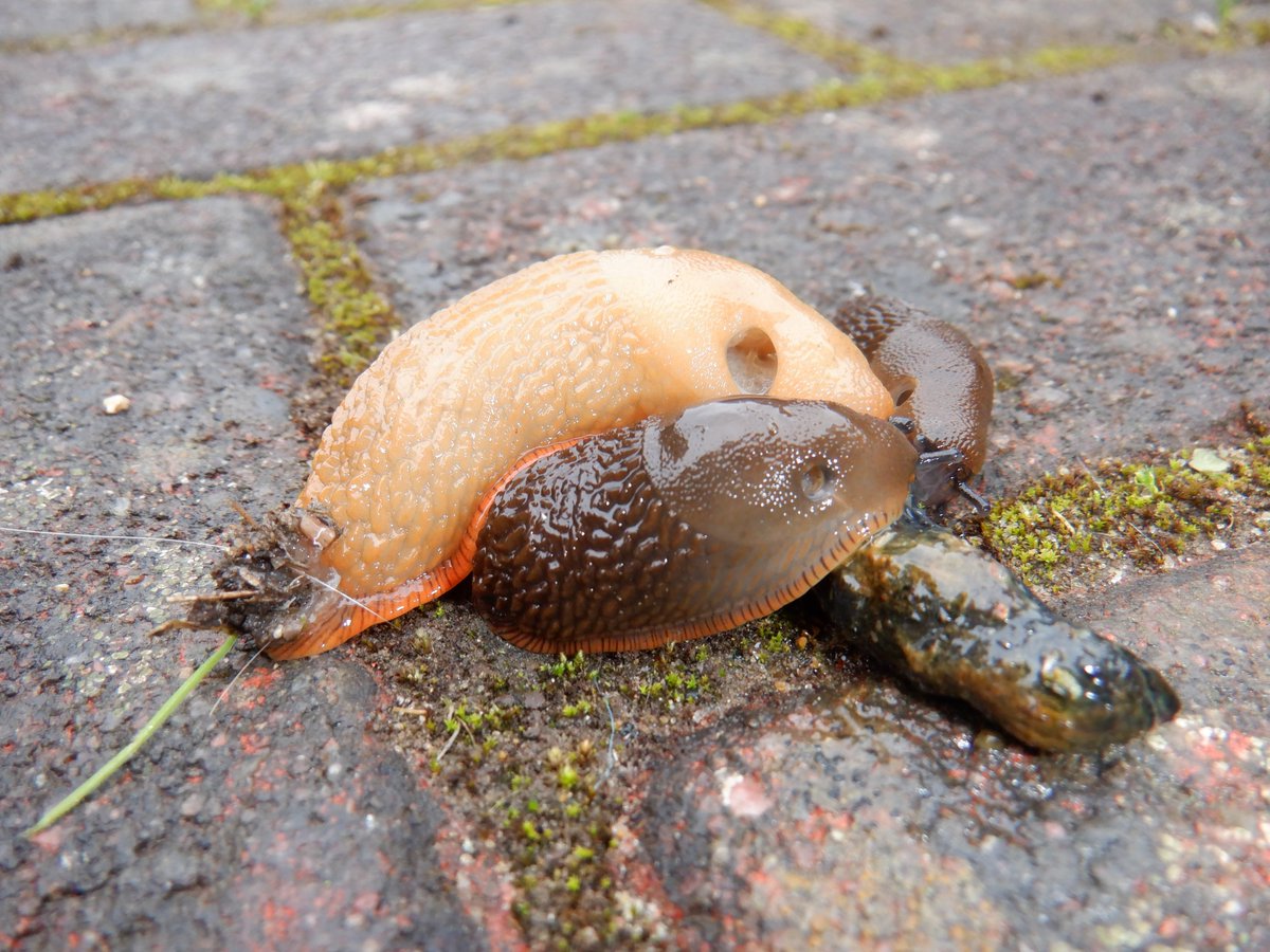 Hedgehog Cabin tweet media