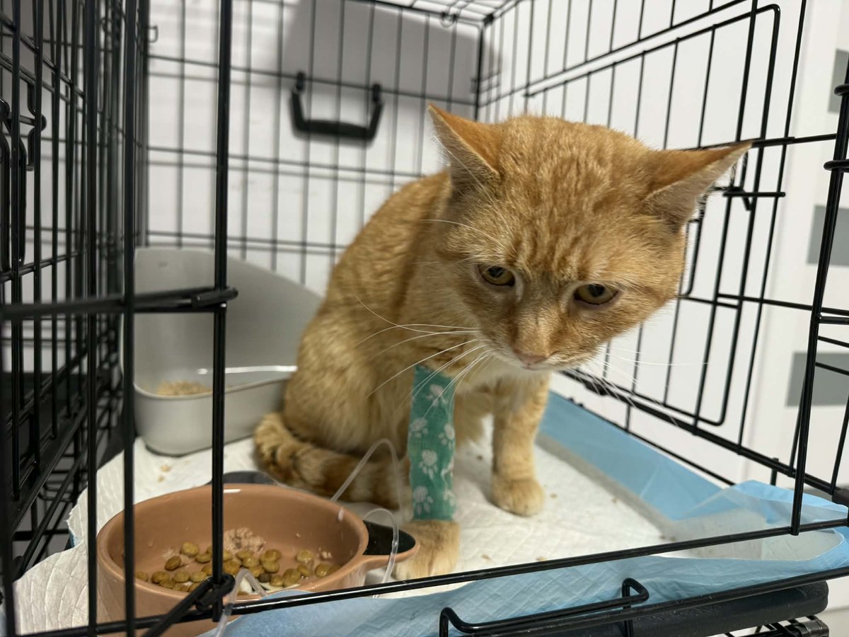 Skrzypek przeszedł już leczenie i kurację, a jego organizm powoli wraca do normy. Kolejnym etapem jest walka z pasożytami i dalsza diagnostyka. 

Wesprzyj go, by mógł żyć bez strachu i bólu. Każda pomoc ma znaczenie 🐾🧡
ratujemyzwierzaki.pl/skrzypek