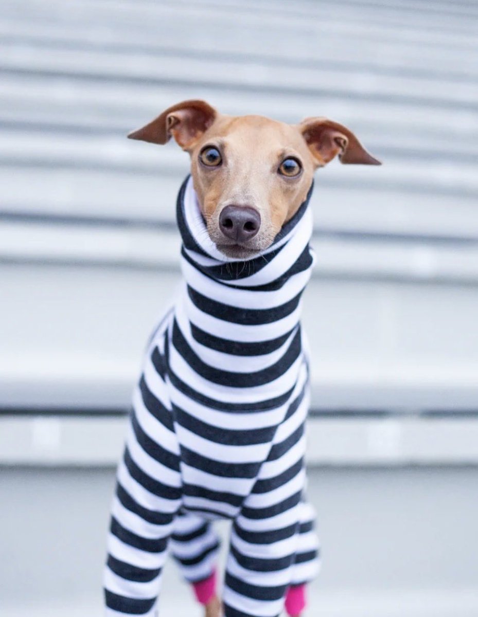 Lilac Barnea Leshem tweet media