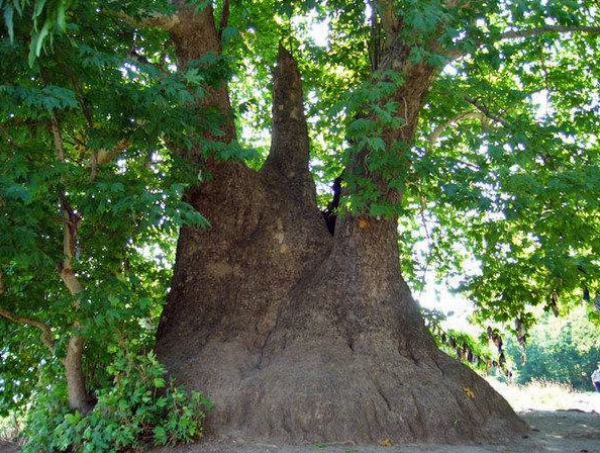 Este árbol nació cuando el Imperio romano aún aprendía a gobernar el mundo y lleva más de 2.000 años en pie. Mientras un ser humano vive apenas 80 años, él ha atravesado el equivalente a unas veinticinco vidas humanas completas. El Tnjri, un Platanus orientalis, crece en el
