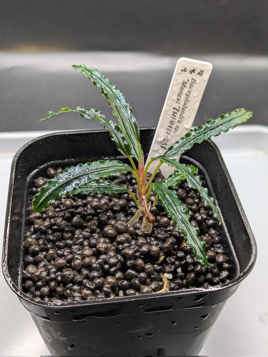 Kei@ (@keiponaQua) / Posts / X