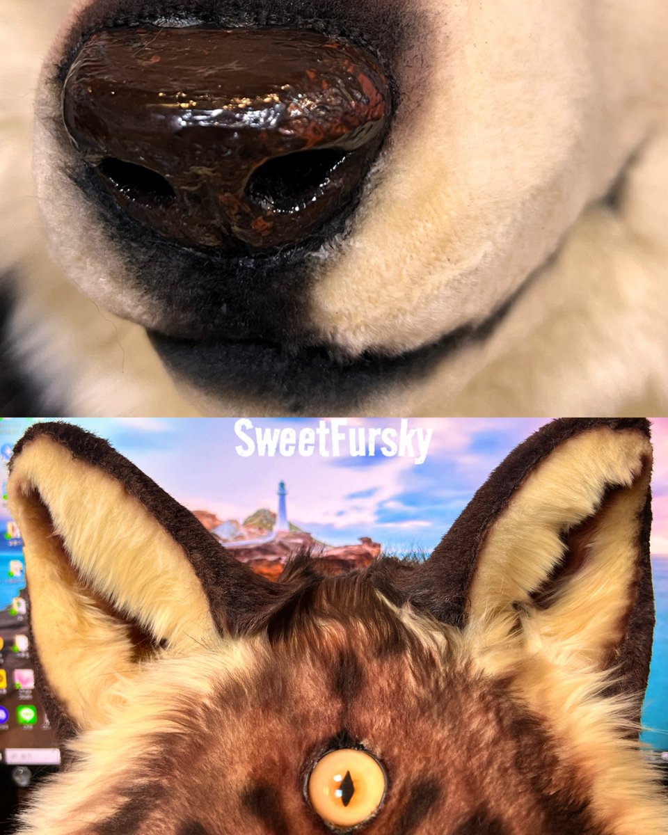 Premade fursuit 🎉 #스윗퍼스키밀리 
여우를 닮은 눈과 세 개의 눈이 매력적인 신비로운 늑대가 탄생했습니다

오늘 부터 2월 6일까지 구매 희망자를 모집합니다✨ 2월 7일에 희망자 중 한 분을 추첨하여 판매할 예정이에요!

구매를 원하시는 분은 공지필독 후 DM주세요!

more infor⤵️