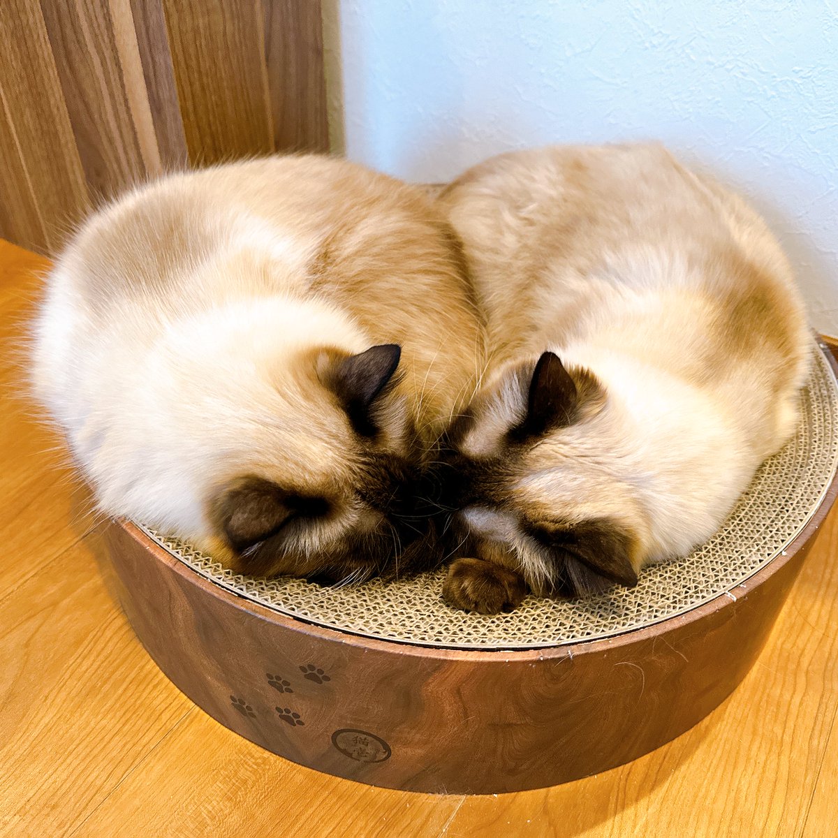 飼い主なのでね、この写真でもどっちがルーでどっちがリーなのか秒でわかります