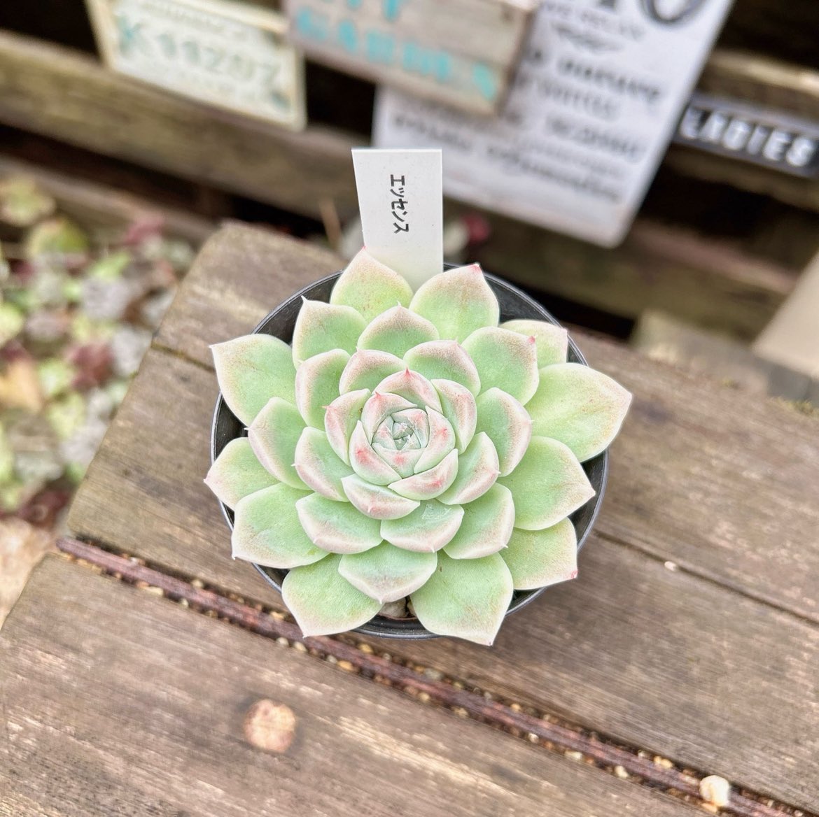 Ru−−− (@Ruta29life) / Posts / X