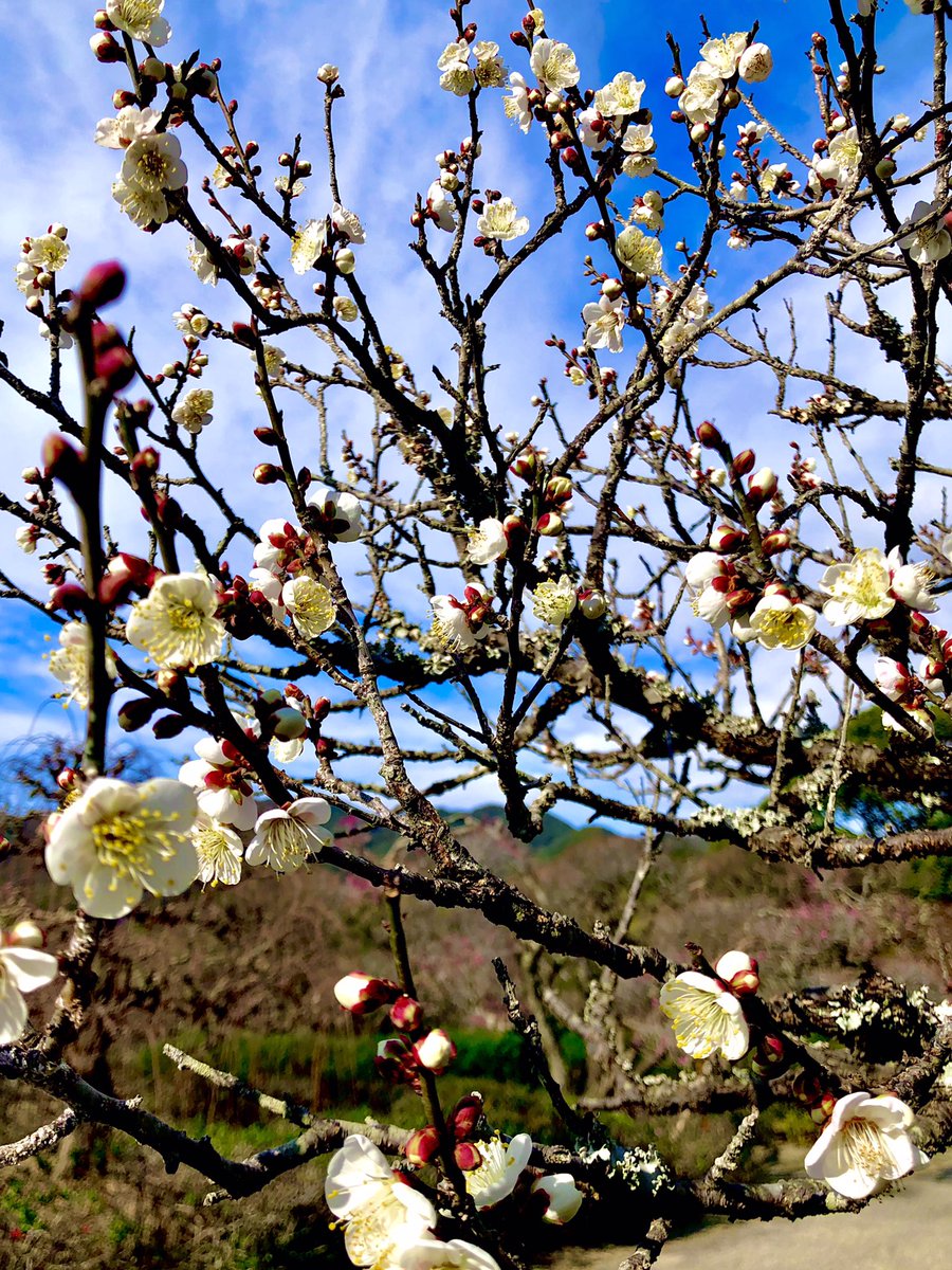 白も行っとこ！www