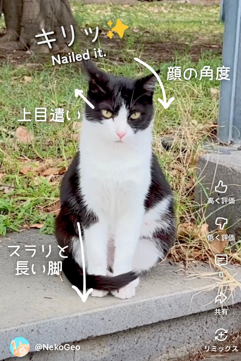 自分の魅せ方を完全に理解している猫w