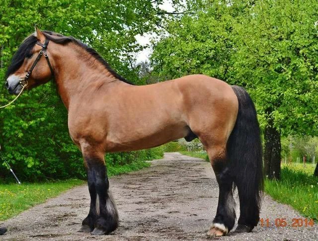 NeignMaster's tweet image. Hi! Is there anywhere in the US I can meet a North Swedish Horse (riding type)? If not, any specific places in Europe I can look at?