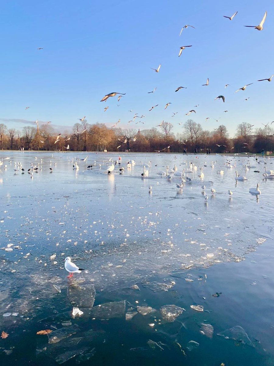 Millyteror's tweet photo. #London 
#HydePark https://t.co/AgoVK36liy