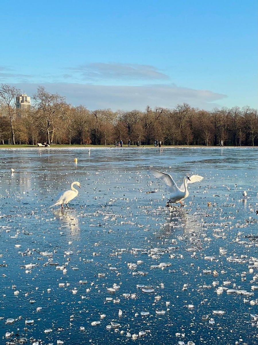 Millyteror's tweet photo. #London 
#HydePark https://t.co/AgoVK36liy