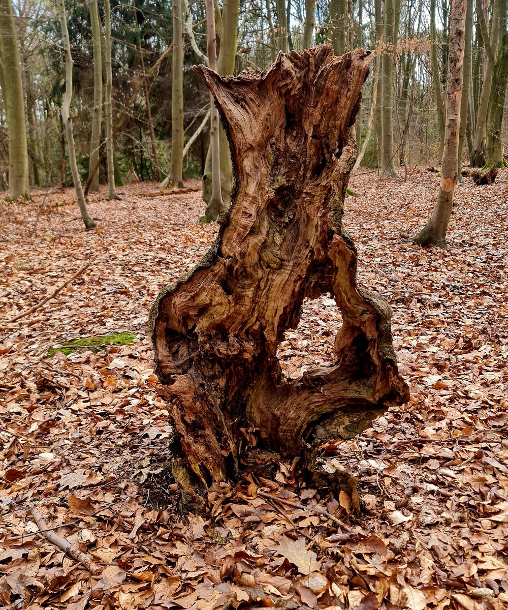 ArtemDi3's tweet photo. Gm fam💛❤️
Natural surrealism. Part 1
I look at them and think that our fantasies always have their source in reality, even when we are not aware of it.
#naturalsurrealism #natureforms #surrealnature https://t.co/IfCipeeqPj