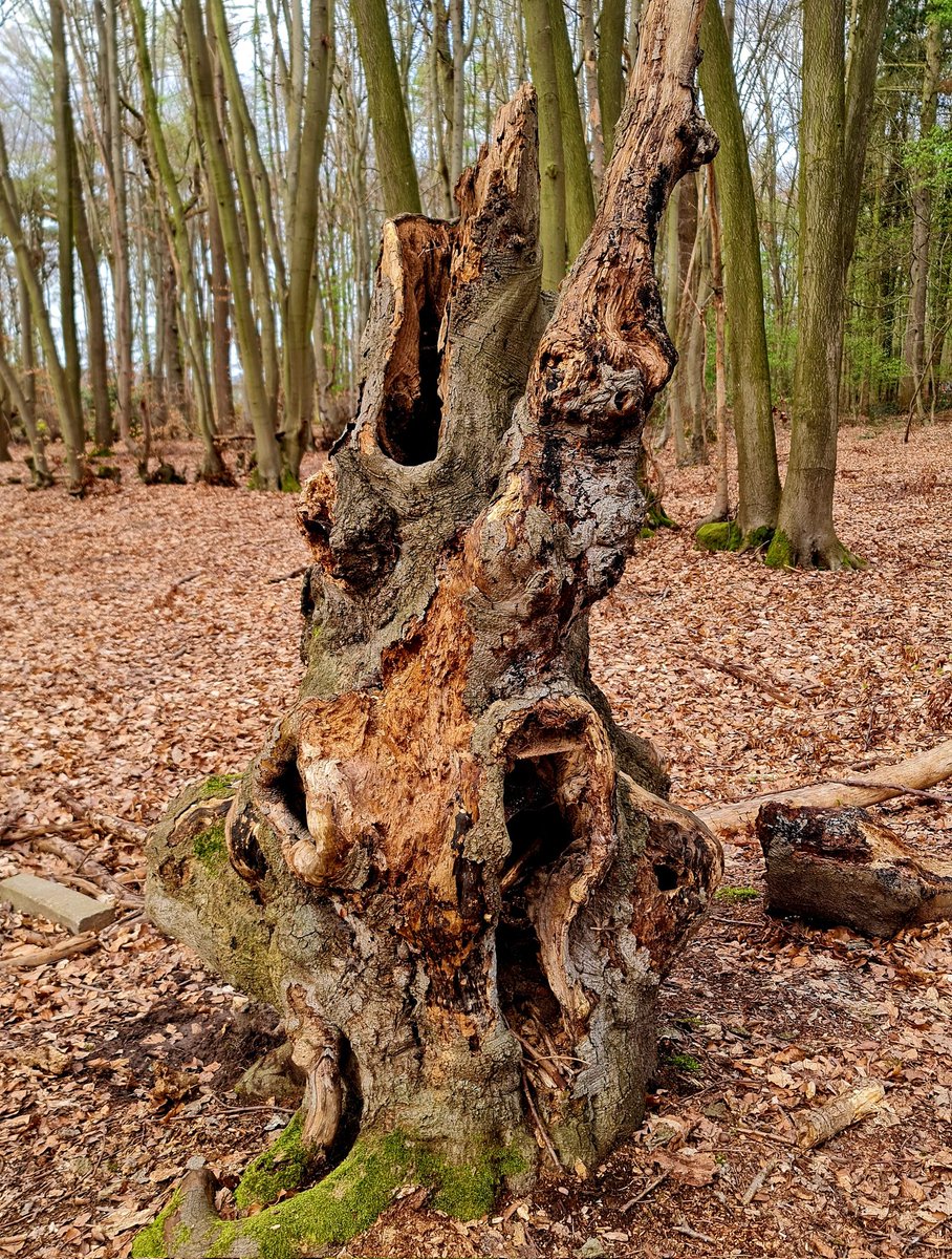 ArtemDi3's tweet photo. Gm fam💛❤️
Natural surrealism. Part 1
I look at them and think that our fantasies always have their source in reality, even when we are not aware of it.
#naturalsurrealism #natureforms #surrealnature https://t.co/IfCipeeqPj