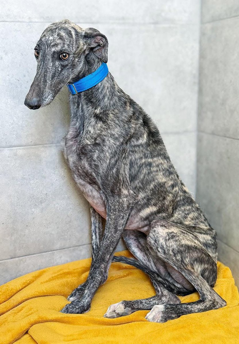 Meet Columbo 🥰 the sweet boy caught in a pedal trap. 
He’s coming along in confidence &amp; doing well. We haven’t been able to confirm his health yet as he has an inconclusive / low level positive heart worm result so we need to retest again later. 
The treatment is incredibly