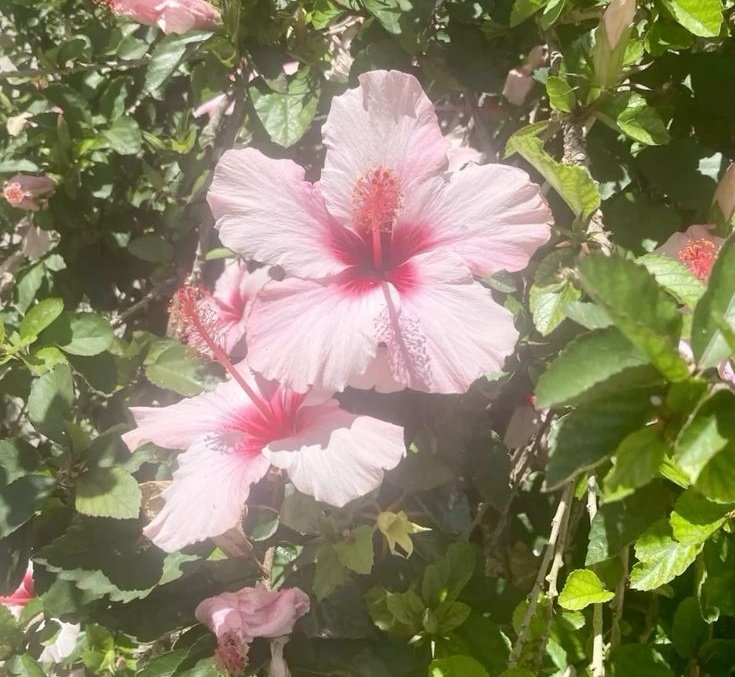 ms_r4i's tweet image. #yoonminau: The Flower; Onde Park Jimin estava à espera de Min Yoongi, seu namorado. Que estava bastante atrasado para o encontro que o próprio Yoongi convidou o Jimin. 

Ou

Onde Yoongi se atrasa horas, por não saber a flor favorita do seu namorado, Jimin.