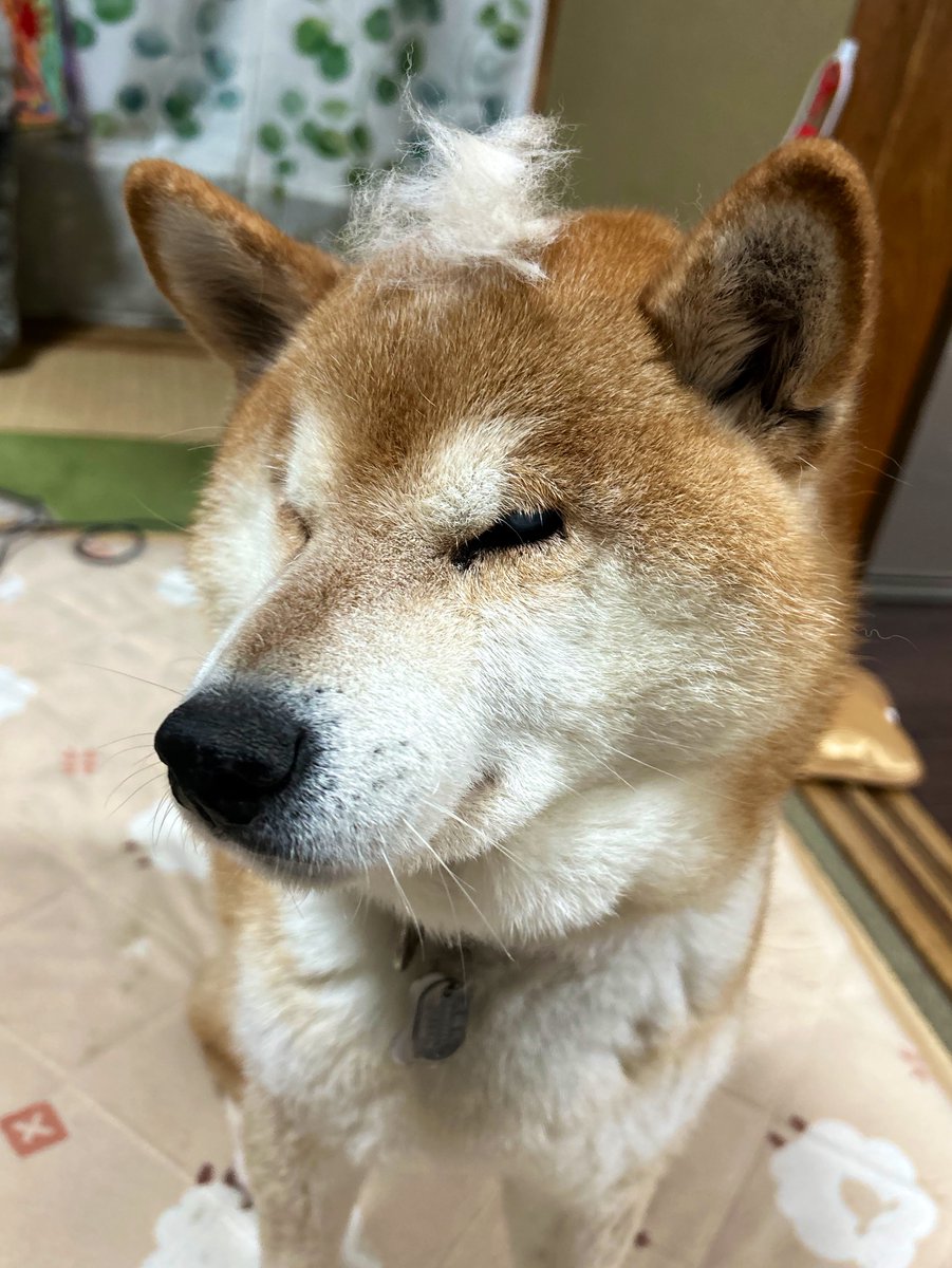 うちの子、なんでこれから本格的に寒くなるのに冬毛抜けてくるの…