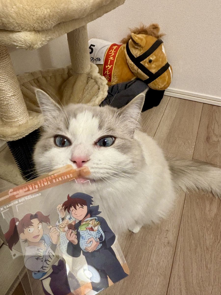 ねこにも見せた