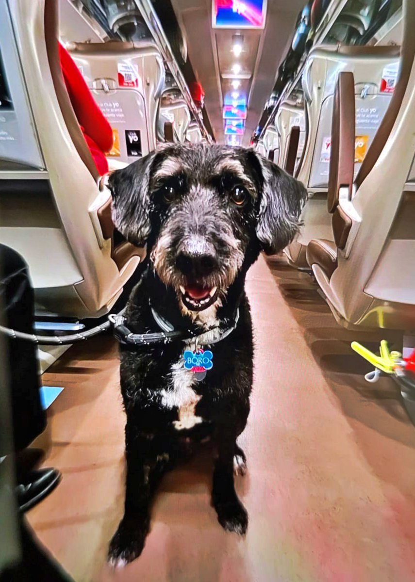 SosAbuelos1's tweet image. ✦ Hoy, nos sumamos esperanzados a la búsqueda de 𝗕𝗢𝗥𝗢 ―el perrito que viajaba con su familia en el horrible accidente ferroviario de Adamuz y que, desde entonces, permanece desaparecido―

Ayer preferimos no incidir. Había demasiada información sin contrastar, demasiados…