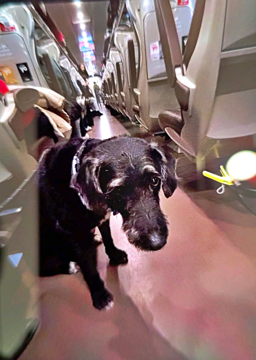 SosAbuelos1's tweet image. ✦ Hoy, nos sumamos esperanzados a la búsqueda de 𝗕𝗢𝗥𝗢 ―el perrito que viajaba con su familia en el horrible accidente ferroviario de Adamuz y que, desde entonces, permanece desaparecido―

Ayer preferimos no incidir. Había demasiada información sin contrastar, demasiados…