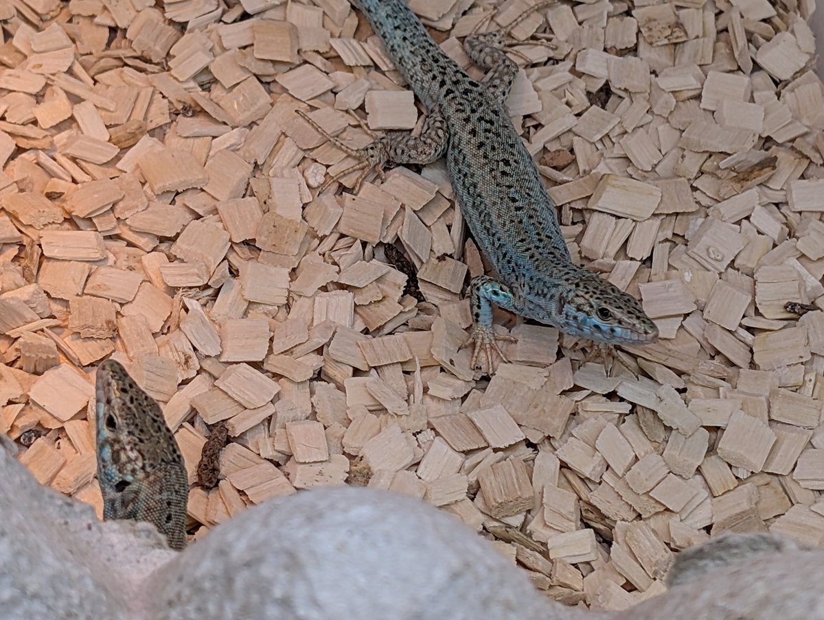 CANDLE ハタノ tweet media