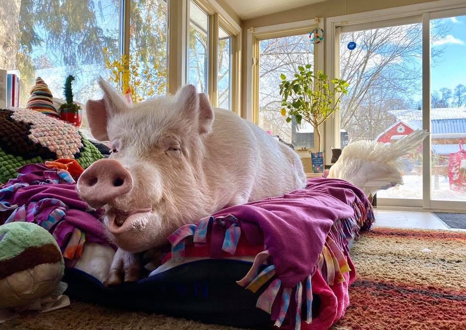 Esther TheWonder Pig tweet media